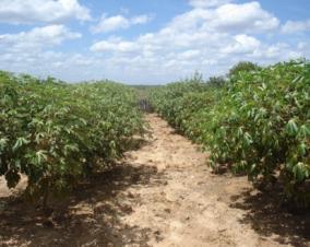 9.3. FAÇA FENO A FENAÇÃO É A SECAGEM DA PLANTA FORRAGEIRA VERDE, COM O FIM DE DIMINUIR A QUANTIDADE DE ÁGUA QUE ELA CONTÉM A PLANTA PERDE SÓ ÁGUA, MANTENDO PRATICAMENTE O SEU VALOR NUTRITIVO; A