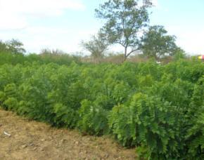 AS PLANTAS MAIS RECOMENDADAS PARA FENAÇÃO SÃO: CAPINS BÚFEL E CORRENTE LEUCENA MANIÇOBA GLIRICÍDIA GUANDÚ PORNUNÇA CUNHÃ Pornunça - Foto:Cândido Araújo Gliricídia Foto:Embrapa Semiárido DEPOIS DE