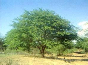 COMO AS FOLHAS DA JUREMA, AS DA ALGAROBA TAMBÉM SÃO MUITO PEQUENAS O QUE SIGNIFICA MENOR