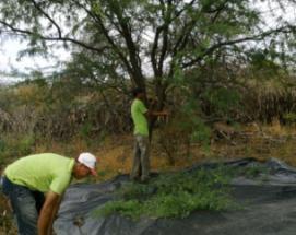 QUE O DE JUREMA, CORTANDO AS RAMAS E COLOCANDO PARA SECAR PARA DEPOIS FAZER O