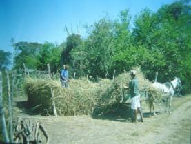 de palha de milho Foto:Clovis Guimarães Ovinos