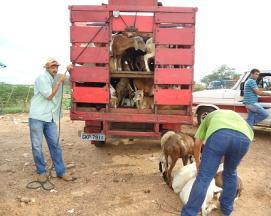 PARTE DO REBANHO PARA OUTRA PROPRIEDADE, PRÓPRIA OU DE TERCEIROS (ALUGUEL DE PASTO OU PARCERIA PARA SOBREVIVÊNCIA), ONDE HAJA PASTO DISPONÍVEL; VENDENDO ALGUNS ANIMAIS VOCÊ PODE, COM O DINHEIRO E ATÉ