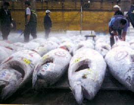 Atum comprado em leilão é levado pelo comprador e vendido em pedaços. TOKYO-TO Tsukiji, o maior mercado de peixe do mundo 2.