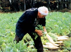 trespassar a faca ao outro lado; a manjuba, faça abertura ventral sem desprender e retire a cabeça e a espinha dorsal. 4.