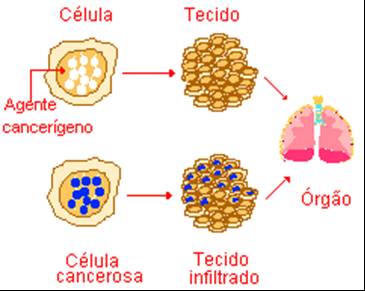 26 A mutação no DNA é a alteração genuína do processo e que pode ser induzida externa ou internamente ao organismo.