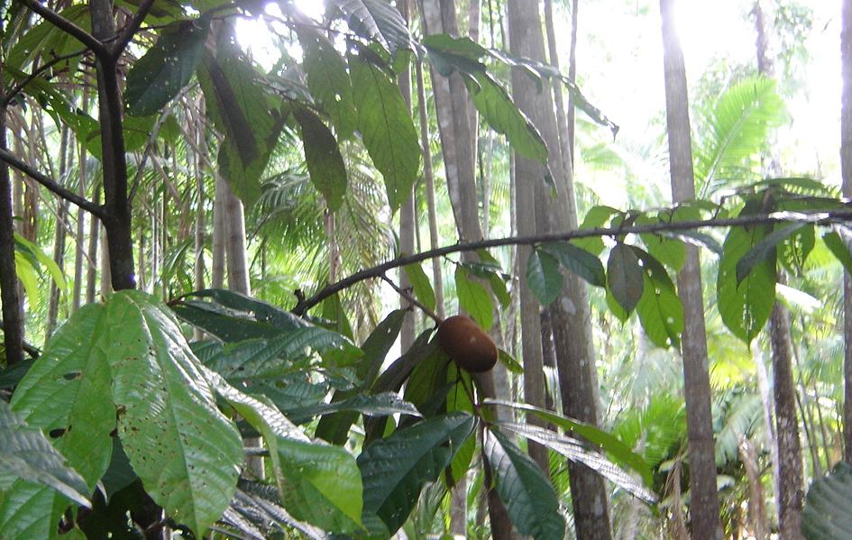 total 4,0 ha Idade 63 anos Área do SAF 2,0 ha Atividade