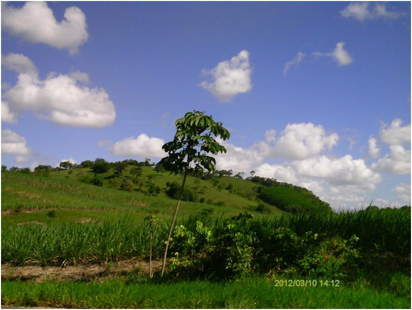 Figura 16. Cimeira estrutural conservada no município de Maribondo. Fonte: SOUZA, J.C.O, 2012.