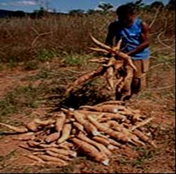 Devem ser evitados atritos e esfolamentos das raízes, o que provocaria o início da fermentação, também resultando em produto de qualidade inferior.