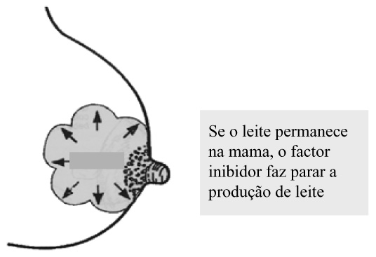 MANUAL DE ALEITAMENTO MATERNO 25 Adaptado da OMS/UNICEF Figura 5 - Factor inibidor A produção do leite materno é também controlada dentro da própria mama.