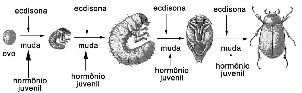 Com o tempo, a quantidade desse hormônio diminui e o inseto chega à fase adulta.