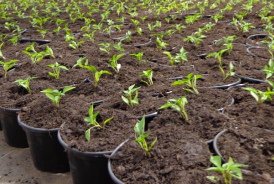 O substrato orgânico composto PlantVerde é destinado para mudas de Pinus, Eucalipto, Nativas e Plantas Ornamentais, como flores e folhagens.