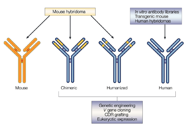 Farmacologia da Imunossupressão 20 ao CD3, verificando-se uma dessensibilização do TCR, conduzindo a uma depleção das células T da corrente sanguínea e orgãos linfáticos secundários (Figura 5).