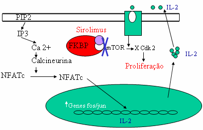 FARMACOS ANTIPROLIFERATIVOS E ANTIMETABÓLICOS Azatioprina 2, Sirolimus, Everolimus, Micofenolato de Mofetil SIROLIMUS O Sirolimus também actua no FKBP, que é uma molécula importante que regula a