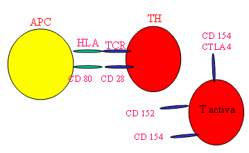 A modelação das APCs envolve obrigatoriamente dois estímulos: interacção entre TGF (por parte das células T) e o sistema HLA (APCs), e uma resposta conjunta entre CD28 e CD80.
