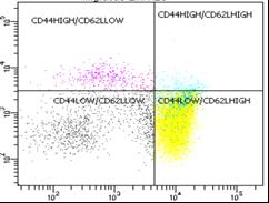 E) Dot-plot de linfócitos CD44 Hi e CD62L Low/neg selecionados na região de linfócitos T CD8+. 3.
