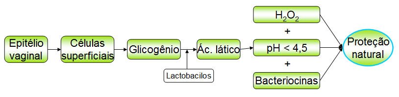 21 Fluxograma 1: Proteção Natural da Vagina O motivo exato para a diminuição destes lactobacilos ainda não é conhecido, mas existem alguns fatores como: gravidez, menopausa, alteração do ph vaginal