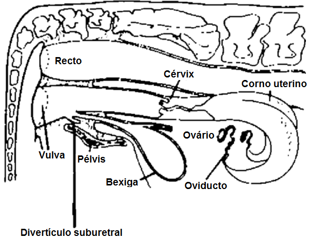 1.1.CARACTERÍSTICAS ANATÓMICAS E FUNCIONAIS DO APARELHO REPRODUTOR FEMININO O aparelho reprodutor feminino está situado nas cavidades pélvica e abdominal e é composto pela vulva, vestíbulo, vagina,