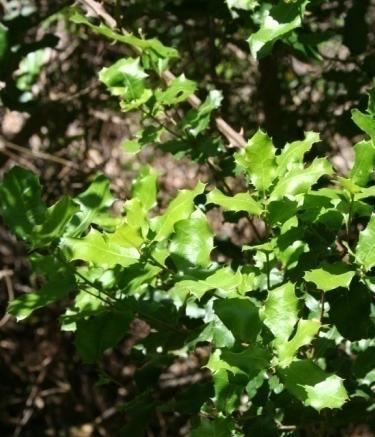 Nome Científico: Quercus coccifera L.