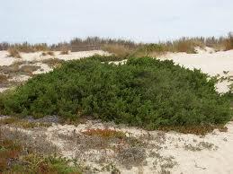 Nome Científico: Juniperus turbinata Guss Nome Vernáculo: sabina, sabina-das-praias Família: CUPRESSACEAE Informação Estrutural Porte Biológico: Arbustivo Consistência: