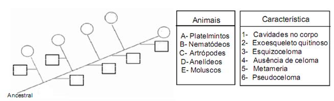 8- (UFF-RJ) A figura abaixo mostra o esquema de um cladograma no qual os círculos correspondem aos grupos de animais (A - E), enquanto os quadrados equivalem às características que surgiram durante o