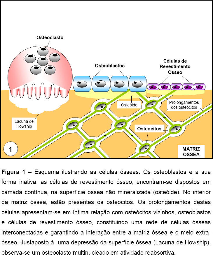 e de muitas outras substâncias (Fig. 6). A vida do osteócito depende deste processo de difusão de nutrientes e a vida da matriz óssea depende do osteócito.