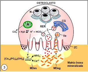 Fig. 8 Osteoclasto em atividade de reabsorção. O compartimento imediatamente subjacente à bordadura em escova (RB) constitui o local onde ocorre a reabsorção óssea.