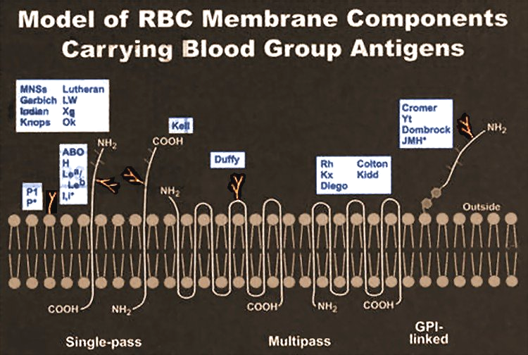 Modelo de Estrutura da Membrana Eritrocitária MNSs Lutheran Gerbich LW Indian Xg Knops Ok AB O Cromer Yt