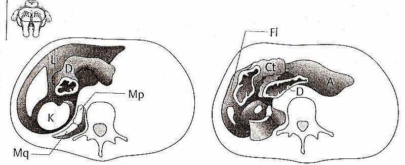A totalidade do rim também pode ser observada por via posterior, com o paciente em decúbito ventral.