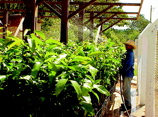 1 1.3 - Expansão do horto Em 2001, o viveiro de mudas da MRN produziu mais de 570 mil plantas para o reflorestamento das áreas lavradas e para a recuperação do lago Batata.