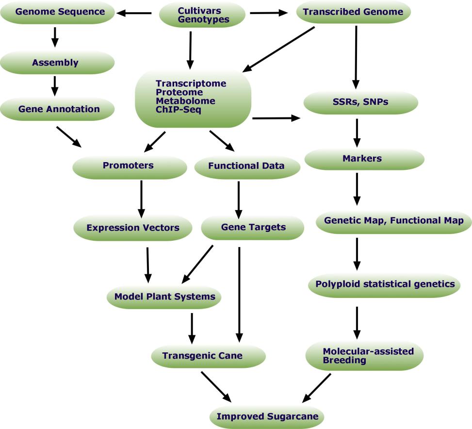 Biotechnological tools for the