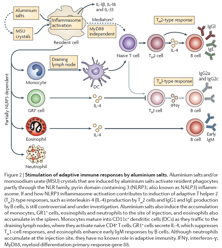 Inibição Modulation of adaptative immunity by aluminium salts, by stimulating the production of antibodies (Th2