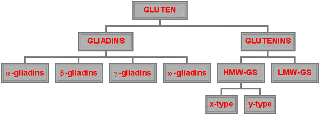 Trigo - Proteinas Suas sub-unidades estão no gráfico abaixo.