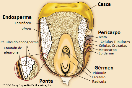 Figura 1 - Estrutura do grão de milho Fonte: Adaptado de Britannica (2006). Existem variações quanto ao tipo de grão de milho, que se divide em cinco classes: dentado, duro, farináceo, pipoca e doce.