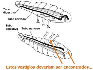 Constatou-se que esta primeira hipótese se baseia em semelhanças análogas e não homólogas.