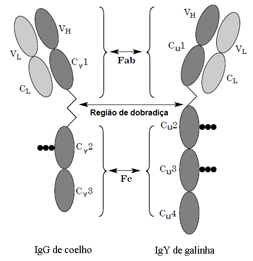 substituição à utilização de anticorpos IgG de mamíferos, diminuindo o sofrimento ao animal. 1.