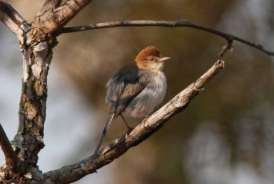 5. Potencial de Mercado PROJECTOS DE CONSERVAÇÃO ORNITOLOGIA As aves são ícones de Angola, uma vez que o país tem aproximadamente o mesmo número de espécies de aves de toda a Europa e 14 não existem