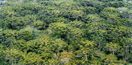 Barra Grande - A hidrelétrica que não viu a floresta A importância das florestas do vale do rio Pelotas Miriam Prochnow (*) 8O Estado de Santa Catarina abrange 95.