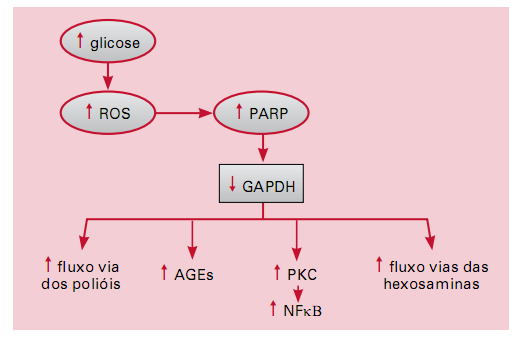 23 Figura 3. Mecanismo unificado de dano celular induzido pela hiperglicemia. Fonte: Reis, J. S. et al. Estresse oxidativo: Revisão da sinalização metabólica no Diabetes tipo 1.