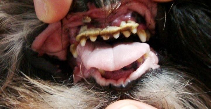 -Sinais Clínicos: mudança na coloração da gengiva (hiperemia) e pode-se ter hiperplasia gengival, dentes móveis, abscessos periodontais, inchaço facial, halitose, disfagia, sialorréia e perda de