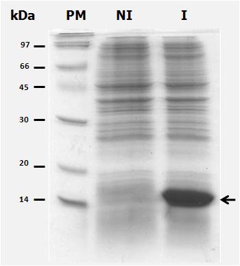 bacteriana) ou 3-4 horas (T7 RNA polimerase).