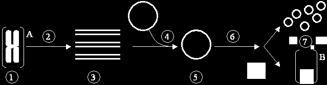 1.4. Aplicações da PCR A PCR pode ter diversas aplicações, tais como (Mackay et al., 2007; Pelt-Verkuil et al., 2008): 1.