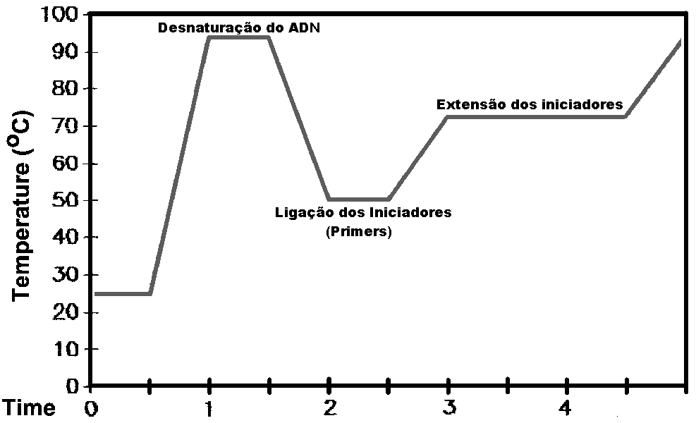 Materiais e Métodos Figura 15 - Esquema ilustrativo da reacção de PCR no primeiro ciclo (Adaptado de ncbi.nlm.nih.gov, 2009).