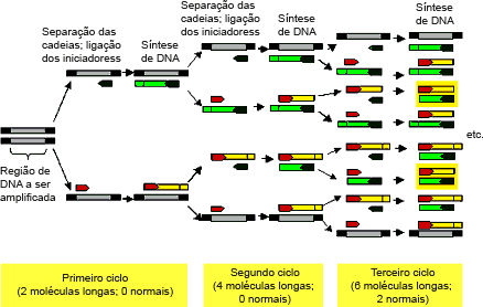 Materiais e Métodos O processo envolvendo estes três passos, pode ser repetido várias vezes (25 a 30 ciclos) sendo possível aumentar, em cada ciclo, duas vezes a concentração de ADN préexistente