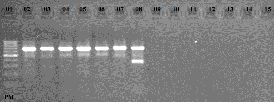 59 Digestão H5/H6 MIX Volume H2O 3,3 Tampão da enzima 1,5 Enzima Hinc II ( β) 0,5 Total 5,3 Leitura em Gel de agarose a 1,5% a 80V, por 30 minutos Figura 18 Fotografia do gel de agarose 1,5% contendo