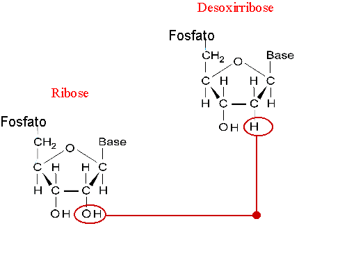 Bases