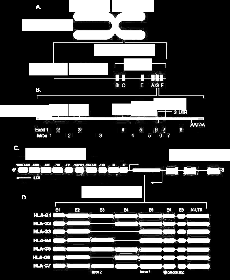 33 Braço longo Braço curto FIGURA 7 - ESTRUTURA GÊNICA DO HLA-G E TRANSCRIÇÃO. FONTE: Adaptado de Yie, 2012. NOTA: A. Localização do HLA-G no cromossomo 6. B. Estrutura gênica do HLA-G composta de 7 introns (em branco) e 8 exons (em verde).