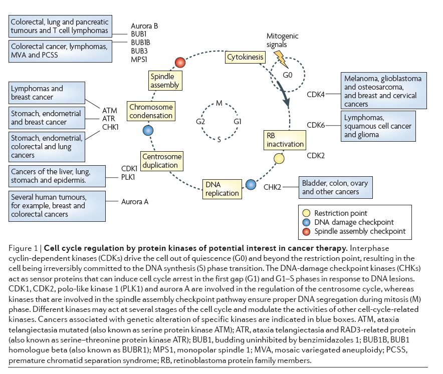 6 Figura 1: Regulação do ciclo celular pelas proteínas cinases de potencial interesse na terapia para o cancro.