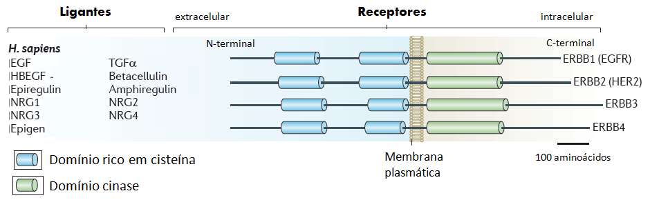 cadeia de eventos se inicia com a fosforilação de resíduos de tirosina na porção intracelular do receptor e, para tanto, os domínios com atividade tirosina-cinase cumprem papel crucial no mecanismo