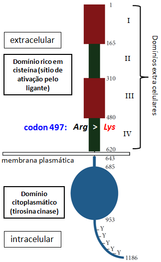 mecanismos refinados de acoplamento e dimerização entre os monômeros e seus domínios possam interferir na atividade do receptor (Alvarado et al. 2010) (figura 10).