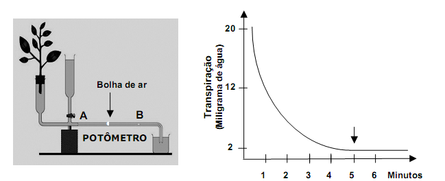49- (PUC-MG) As figuras mostram um potômetro e um gráfico com curva de transpiração estomática e cuticular de uma planta.